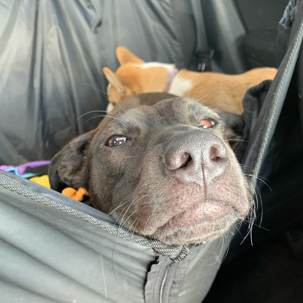 Meet your Posher, Callie